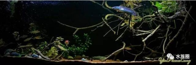 七彩雷龍魚飼養溫度是多少