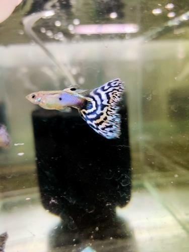 賽級孔雀魚價格是多少？ 賽級孔雀魚價格是多少？ 2025長城杯龍魚大賽 第2張