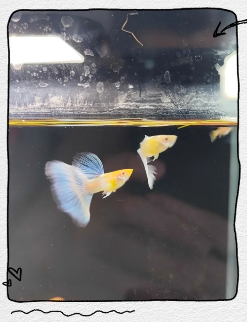 賽級孔雀魚價格是多少？ 賽級孔雀魚價格是多少？ 2025長城杯龍魚大賽 第1張