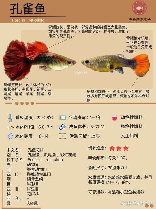 賽級孔雀魚價格是多少？ 賽級孔雀魚價格是多少？ 2025長城杯龍魚大賽 第9張