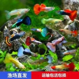 賽級孔雀魚價格是多少？ 賽級孔雀魚價格是多少？ 2025長城杯龍魚大賽 第17張