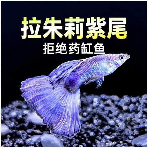 賽級孔雀魚價格是多少？ 賽級孔雀魚價格是多少？ 2025長城杯龍魚大賽 第6張