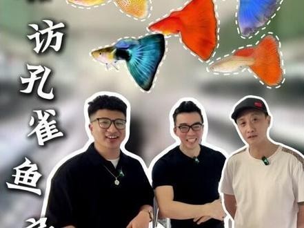 賽級孔雀魚價格是多少？ 賽級孔雀魚價格是多少？ 2025長城杯龍魚大賽 第19張