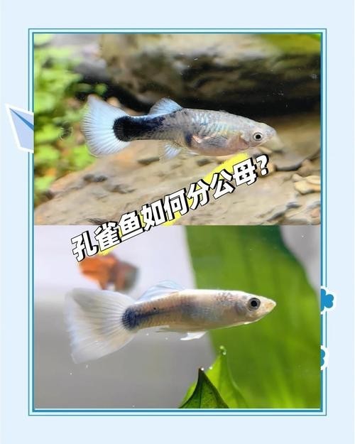 賽級孔雀魚價格是多少？ 賽級孔雀魚價格是多少？ 2025長城杯龍魚大賽 第11張