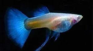 賽級孔雀魚價格是多少？ 賽級孔雀魚價格是多少？ 2025長城杯龍魚大賽 第18張