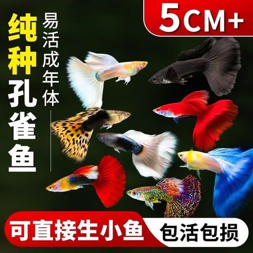 賽級孔雀魚價格是多少？ 賽級孔雀魚價格是多少？ 2025長城杯龍魚大賽 第14張