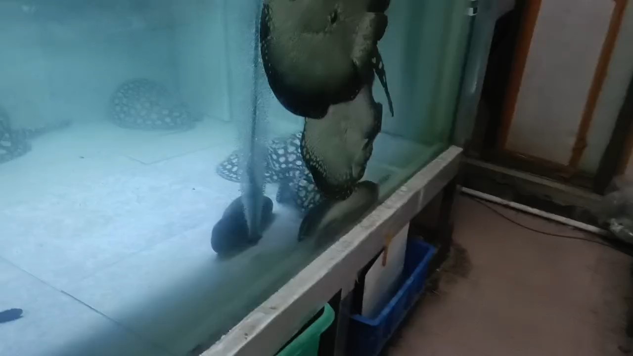 昨天生小魚，立刻配種2次