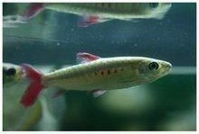 紅尾平克魚為什么叫金魚