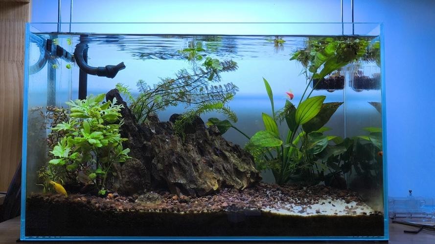 60草缸造景圖比賽作品