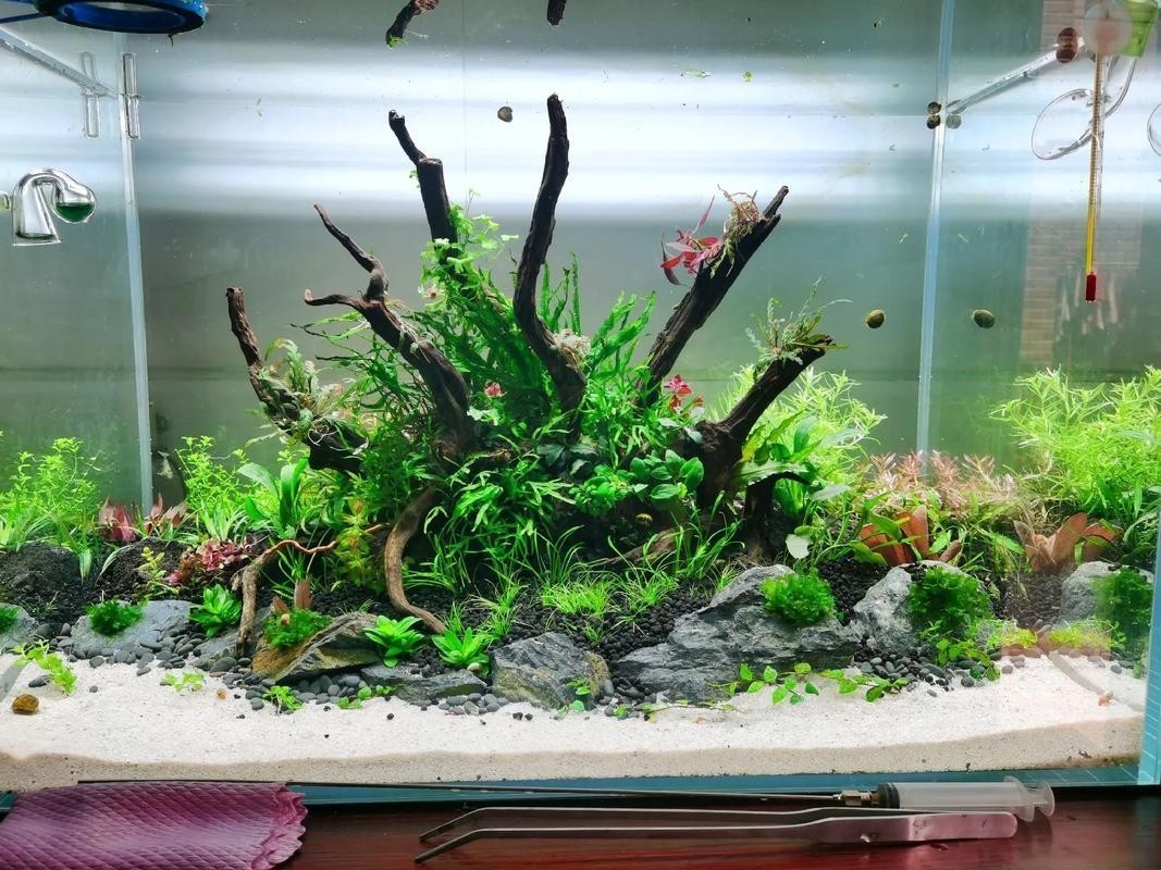 60草缸造景圖比賽作品