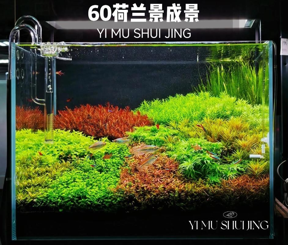 60草缸造景圖比賽作品