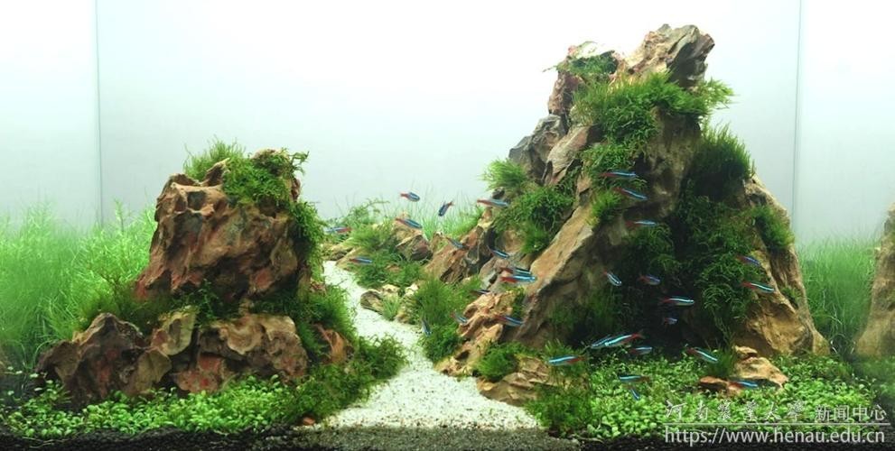 60草缸造景圖比賽作品