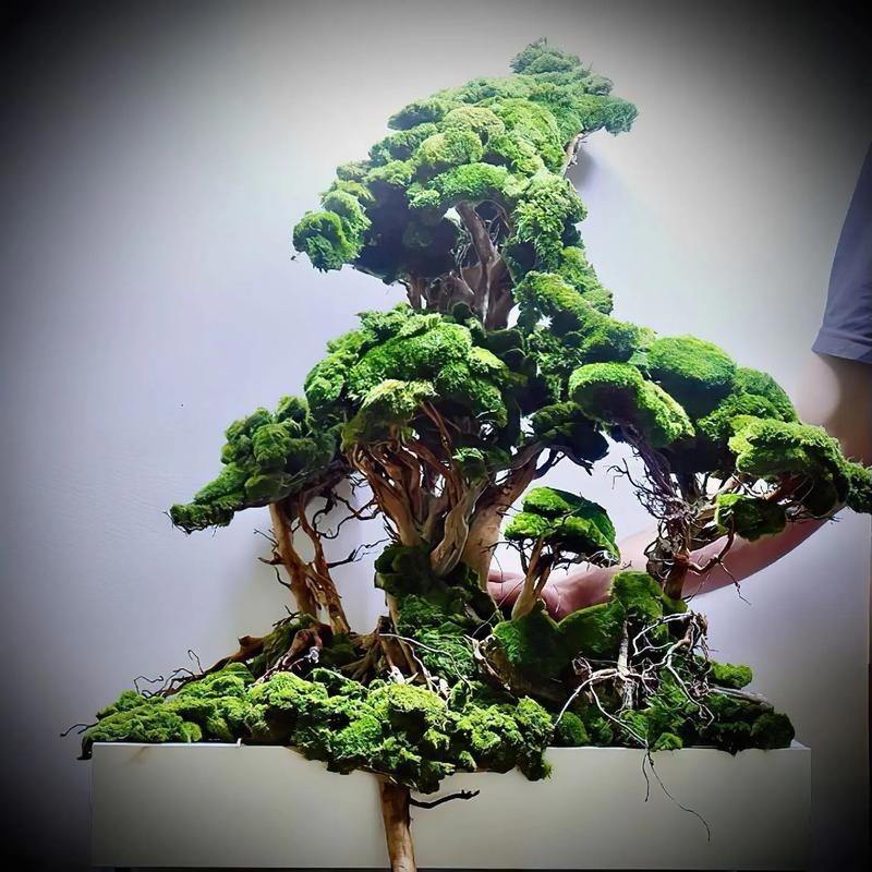 60草缸造景圖比賽作品
