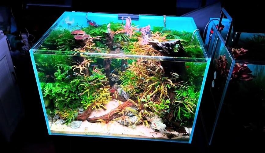 60草缸造景圖比賽作品