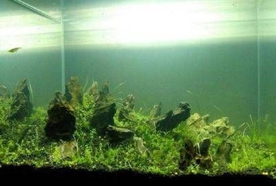 最好的龍魚缸過濾系統（德克龍魚缸過濾系統安裝教程底缸過濾系統安裝教程）