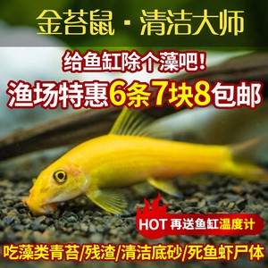 寧波鴻錦錦鯉網絡有限公司（寧波鴻錦錦鯉網絡有限公司怎么樣）