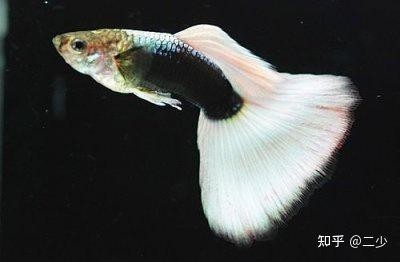 如何區分不同品種的孔雀魚？