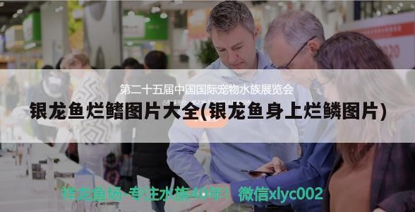 銀龍魚(yú)爛鰭圖片大全(銀龍魚(yú)身上爛鱗圖片) 銀龍魚(yú)爛鰭圖片大全(銀龍魚(yú)身上爛鱗圖片) 銀龍魚(yú)百科