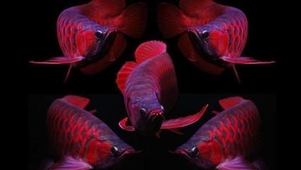 紅龍魚的介紹和特點是什么:紅龍魚的介紹和特點 龍魚百科 第2張 紅龍魚的介紹和特點是什么:紅龍魚的介紹和特點 紅龍魚的介紹和特點是什么:紅龍魚的介紹和特點 龍魚百科 第2張