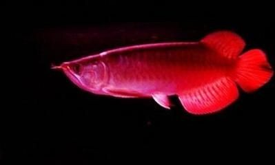 紅龍魚的介紹和特點是什么：紅龍魚的介紹和特點 紅龍魚的介紹和特點是什么：紅龍魚的介紹和特點 龍魚百科 第3張
