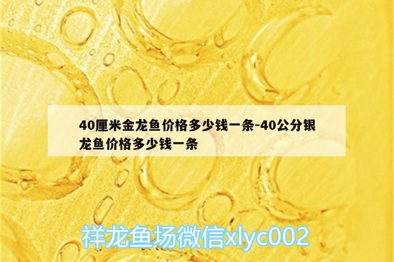 40厘米金龍魚價格多少錢一條:40公分銀龍魚價格多少錢一條