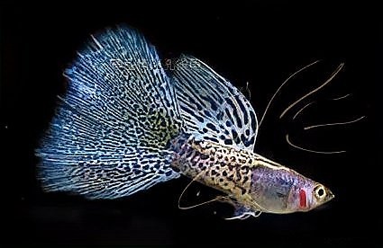 硝化細菌需要魚糞便嗎