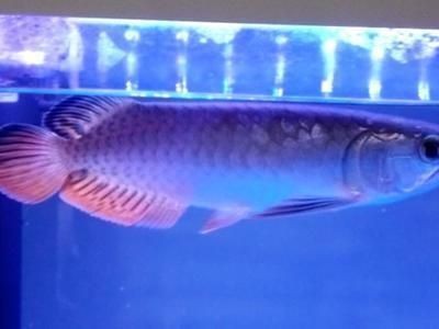 銀龍魚魚糧什么牌子好吃啊(銀龍魚魚糧什么牌子好吃啊圖片) 銀龍魚魚糧什么牌子好吃啊(銀龍魚魚糧什么牌子好吃啊圖片) 銀龍魚百科
