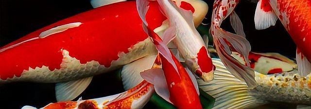 紅龍魚寓意