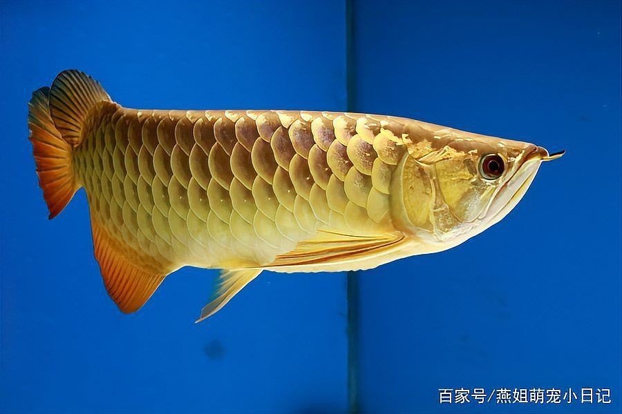 紅龍魚寓意