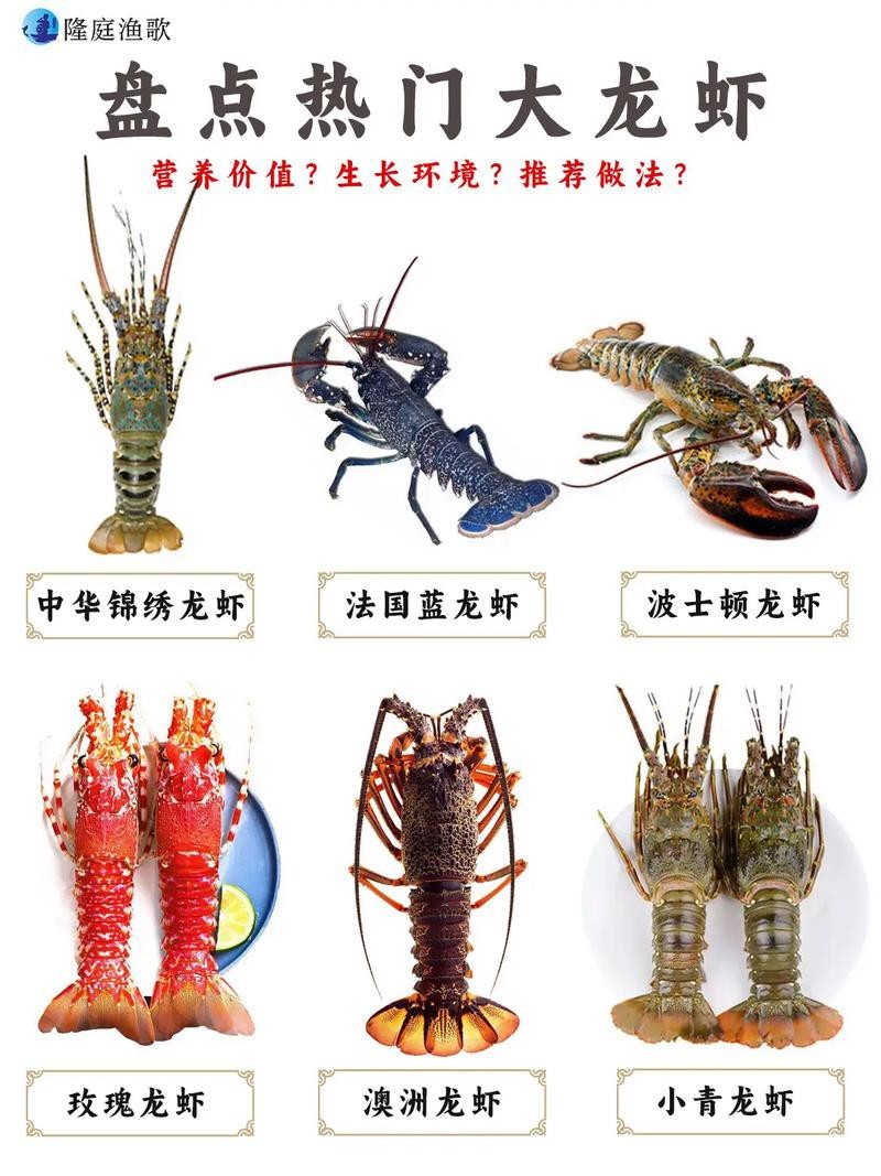 各種龍蝦圖片 龍魚論壇 第2張 各種龍蝦圖片 各種龍蝦圖片 龍魚論壇 第2張