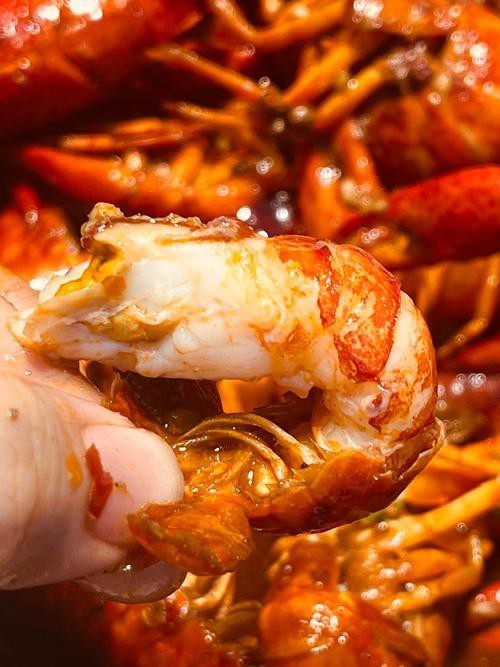 各種龍蝦圖片 龍魚論壇 第8張 各種龍蝦圖片 各種龍蝦圖片 龍魚論壇 第8張