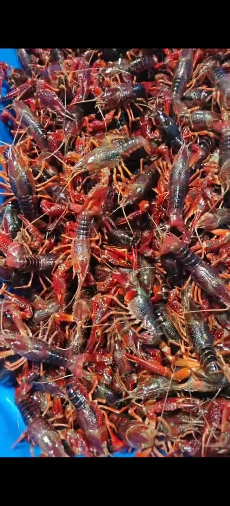 各種龍蝦圖片 龍魚論壇 第20張 各種龍蝦圖片 各種龍蝦圖片 龍魚論壇 第20張