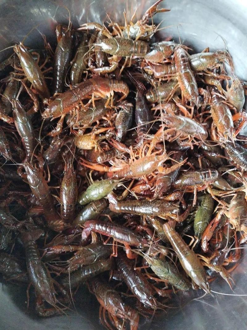 各種龍蝦圖片 龍魚論壇 第21張 各種龍蝦圖片 各種龍蝦圖片 龍魚論壇 第21張