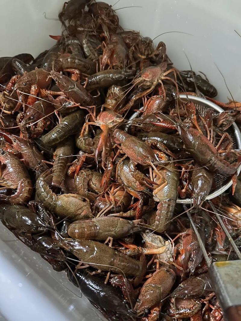 各種龍蝦圖片 龍魚論壇 第23張 各種龍蝦圖片 各種龍蝦圖片 龍魚論壇 第23張