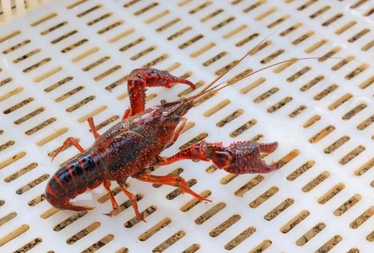 各種龍蝦圖片 龍魚論壇 第24張 各種龍蝦圖片 各種龍蝦圖片 龍魚論壇 第24張