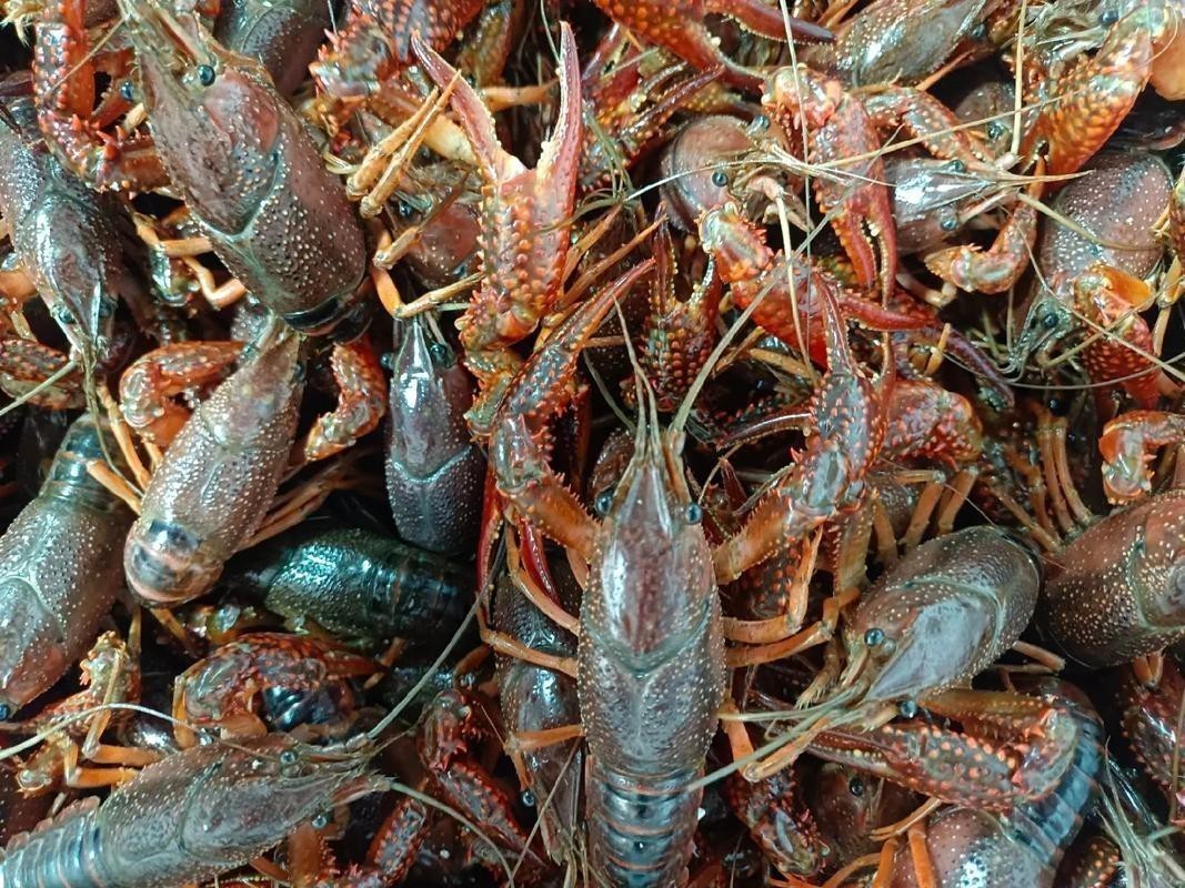 各種龍蝦圖片 龍魚論壇 第26張 各種龍蝦圖片 各種龍蝦圖片 龍魚論壇 第26張