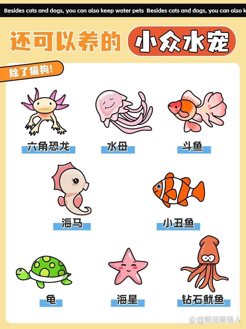有哪些替代恐龍魚的寵物？