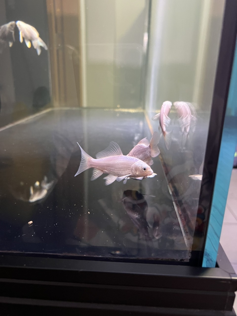大家能幫我看看這條蝴蝶鯉的品相如何嘛