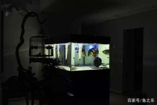 可以和龍魚混養的（龍魚與龍魚混養注意事項，虎魚與龍魚混養注意事項）