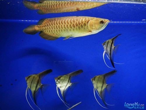 龍魚(yú)能和神仙魚(yú)混養(yǎng)嗎圖片 龍魚(yú)百科 第14張 龍魚(yú)能和神仙魚(yú)混養(yǎng)嗎圖片 龍魚(yú)能和神仙魚(yú)混養(yǎng)嗎圖片 龍魚(yú)百科 第14張