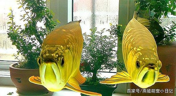 金龍魚(yú)怎么長(zhǎng)得快一點(diǎn)