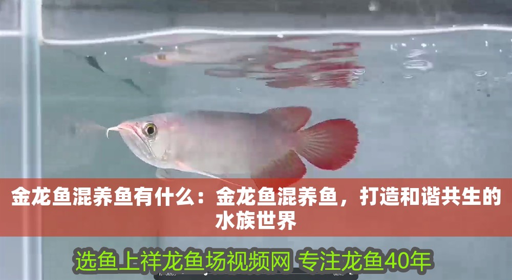 金龍魚混養魚有什么：金龍魚混養魚，打造和諧共生的水族世界