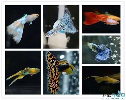 長城杯世界孔雀魚錦標賽