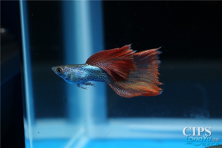 長城杯世界孔雀魚錦標賽