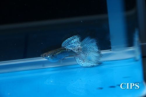 長城杯世界孔雀魚錦標賽