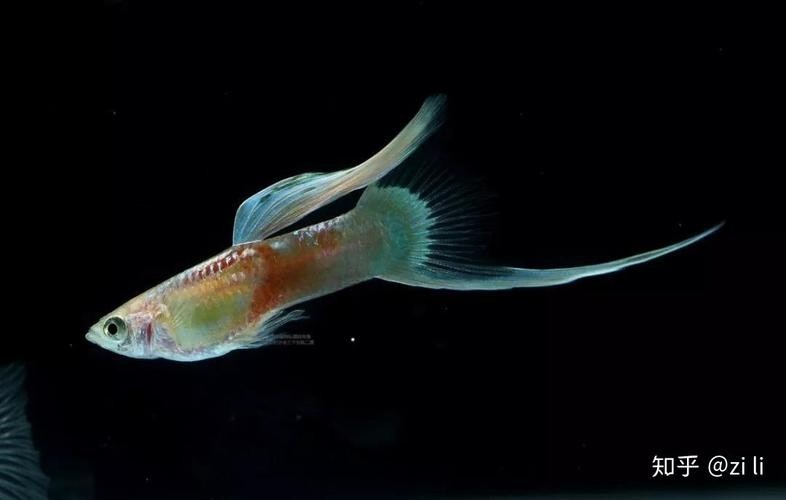 長城杯世界孔雀魚錦標賽