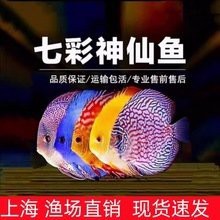 可麗愛魚缸燈自動亮怎么關閉：可麗愛魚缸可以加燈嗎 可麗愛魚缸燈自動亮怎么關閉：可麗愛魚缸可以加燈嗎 魚缸百科 第3張