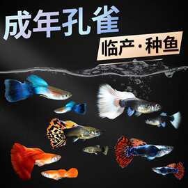 可麗愛魚缸燈自動亮怎么關閉：可麗愛魚缸可以加燈嗎 可麗愛魚缸燈自動亮怎么關閉：可麗愛魚缸可以加燈嗎 魚缸百科 第8張