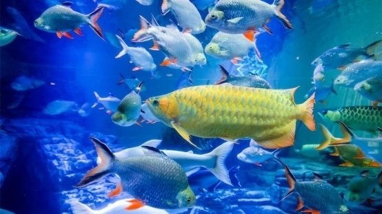 上海水族展2025有哪些看點？
