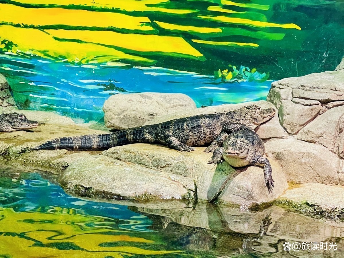 上海水族展2025有哪些看點？